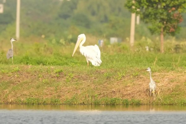 新宝策略 罕见！巢湖边发现白鹈鹕
