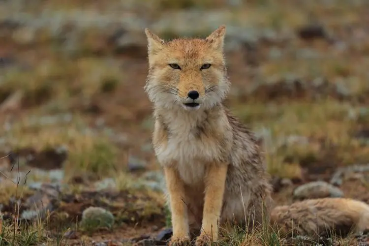 汇盈配资 男子进藏游玩捡到两只“小狗”，自己养不了，专家看到后发现端倪